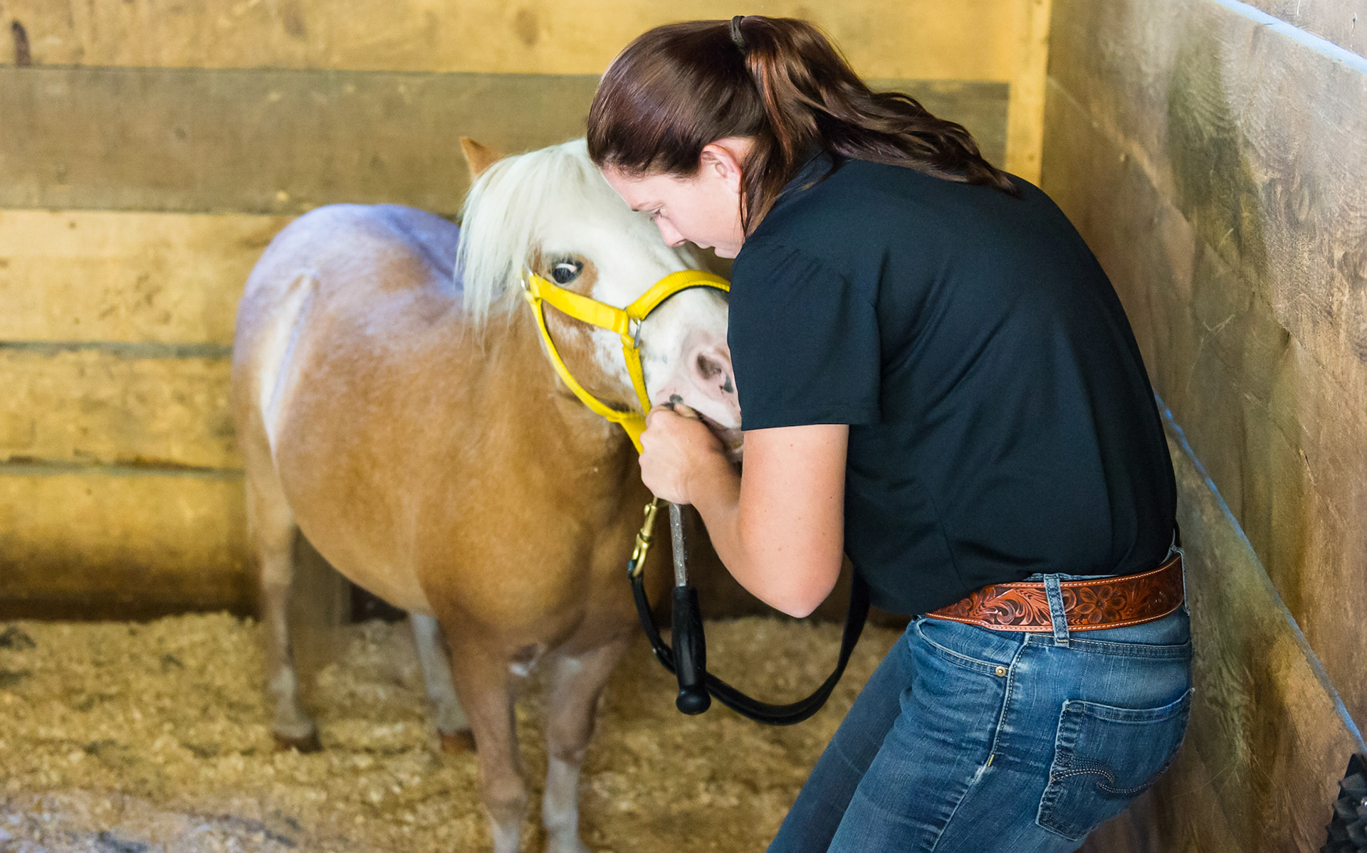 Melissa hunches over this Mini to keep herself in alignment with the head rather than pull the head into a higher position.  This does a few things.  It keeps the horse comfortable which is always good.  It also keeps her energy with the horse.  As the head rises, so does the energy of the horse.  Stay close to those that might want to react adversely.  It diminishes the horse's energy.. ALSO note how she has choked up on the shaft of the shorty to approach the flabby cheeks on 406.