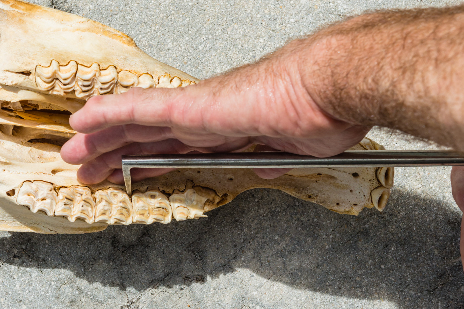 Using the hand in mouth technique, the forefinger can guide the dental pic to the cap remnant or the cheek tooth fragment. The horizontal tip works best for pushing or pulling cap remnants and sagittal fracture pieces as well as displacing transverse cheek tooth fragments.