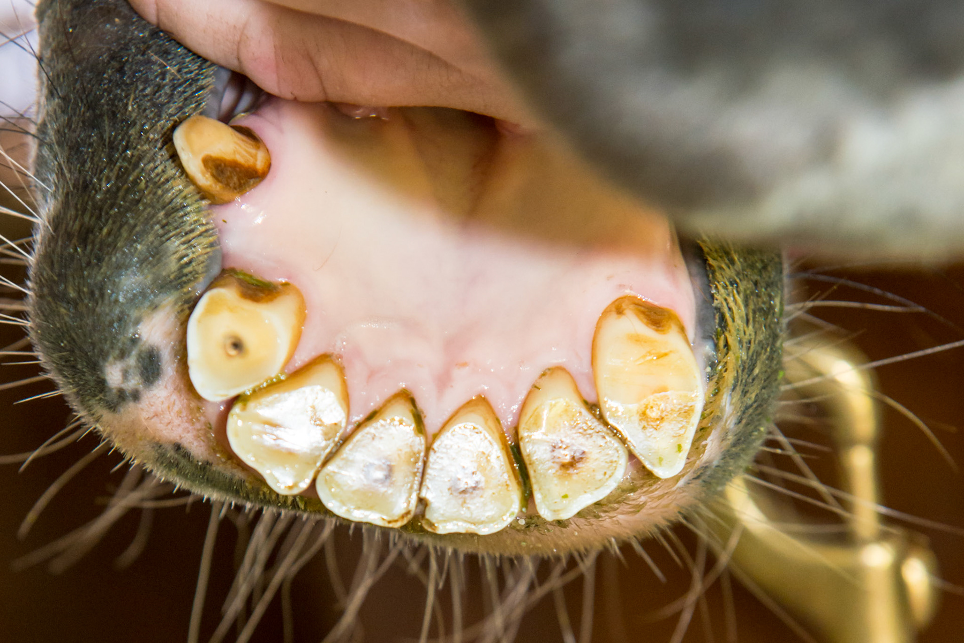 20yr old Arabian gelding. Note angled occlusal surface of incisors and the tongue lays on the left side.