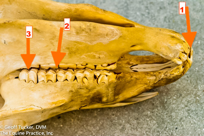 HDS_Anno_Max and Mand teeth