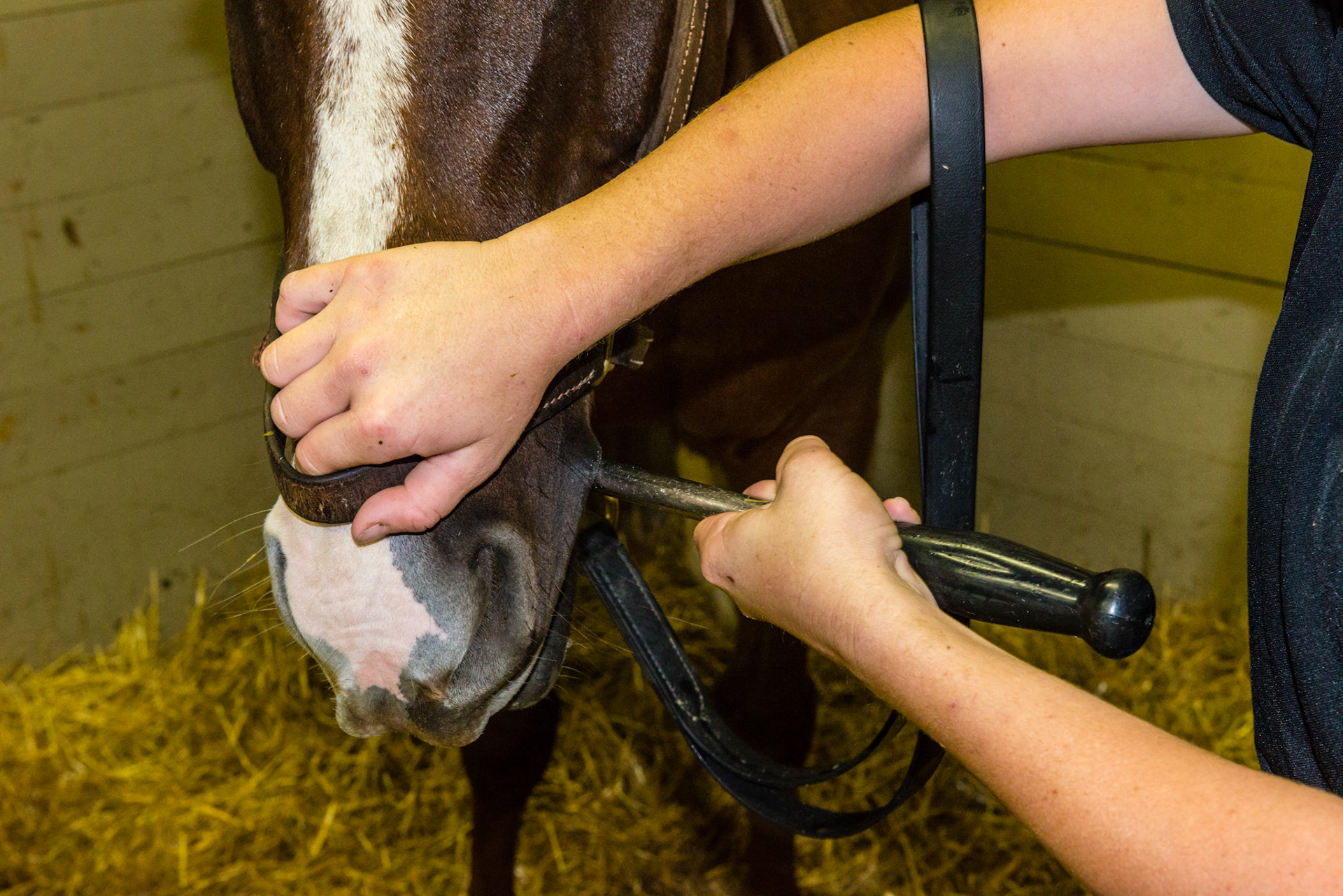 This is the standard grip of the shortie as it come across the mouth to work on the rostral edges of any 6.