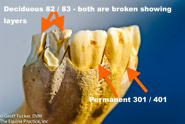 HDS_Anno_Incisors