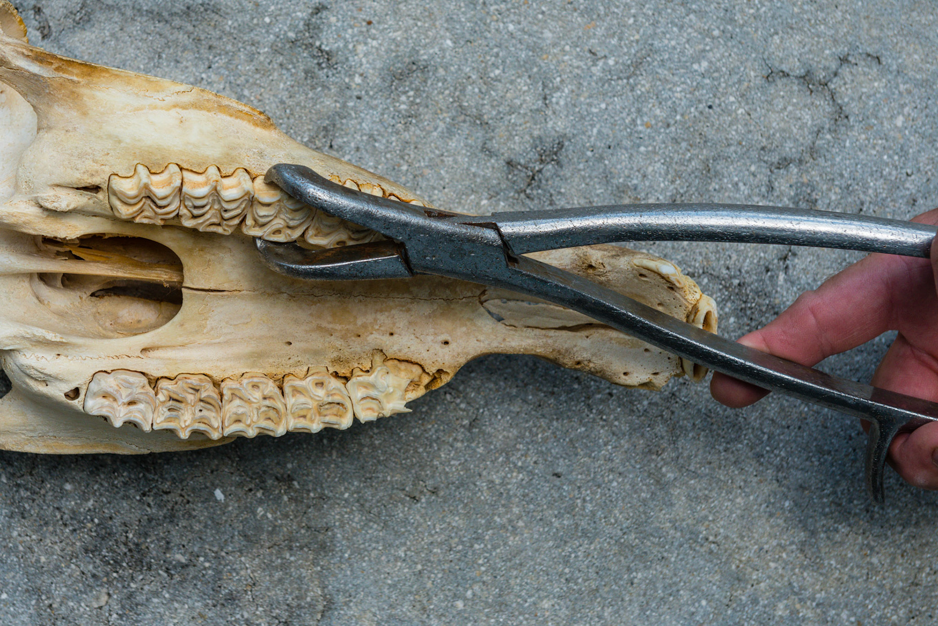 The upper Reynolds cap forceps applied to the 58 cap.