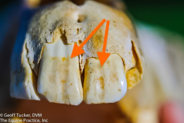 HDS_Anno_Incisors