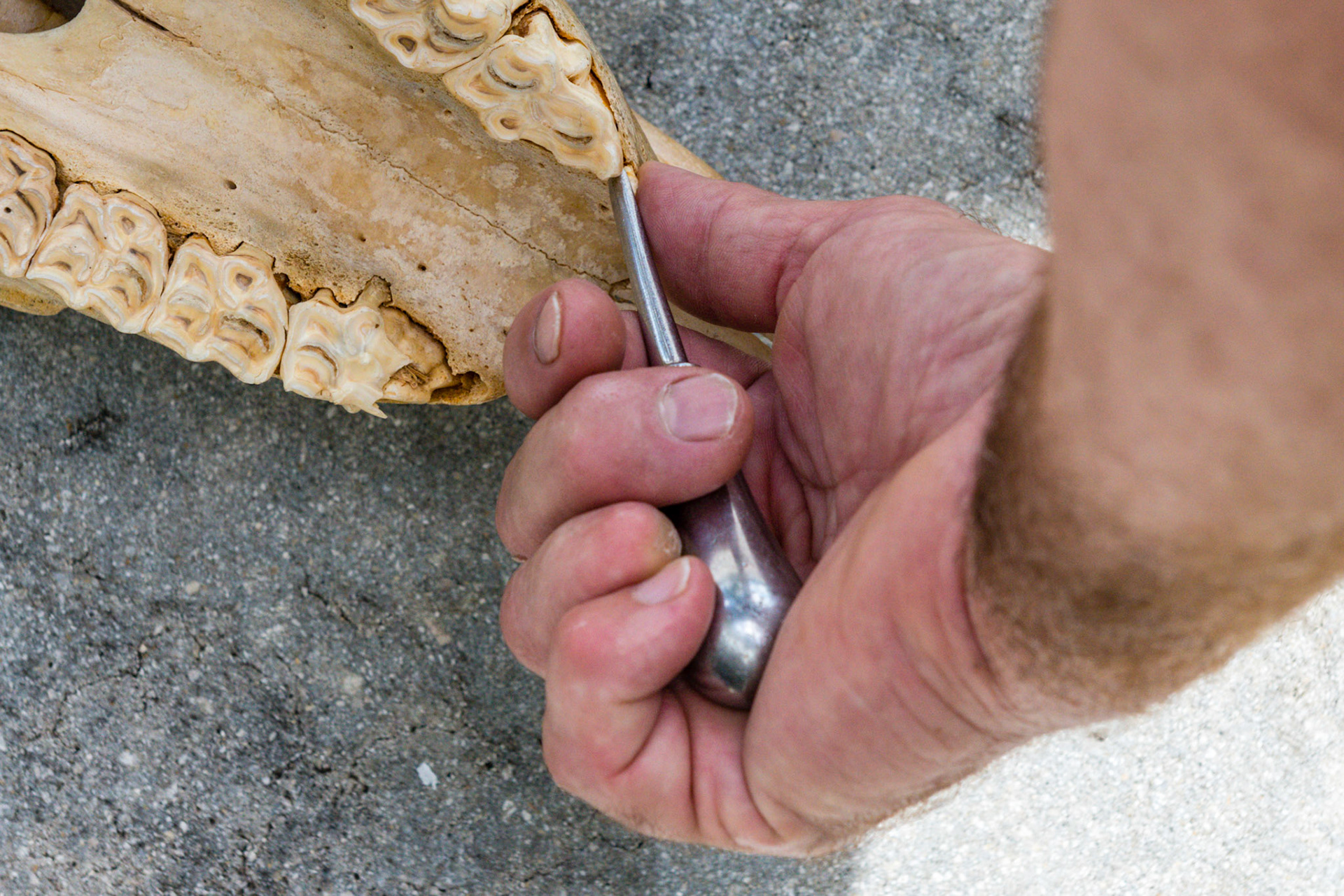 Various positions and angles you will need to approach the space between the 5 and 6 teeth to get a seat and grip the 5.