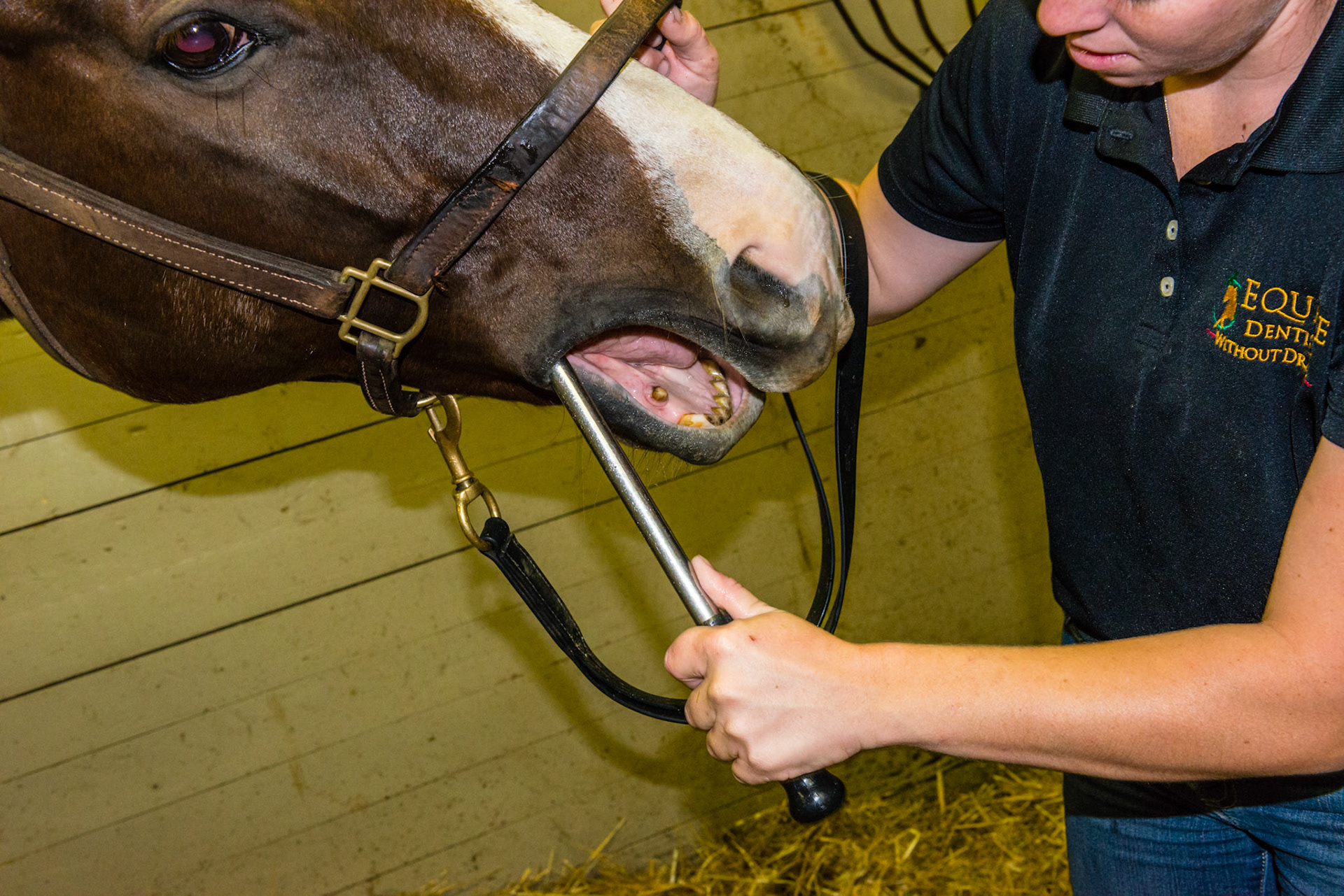 This is the alternative hand position on the shortie.  We call it the full length grip.  Some horses prefer this to the standard grip and the choked up grip. Notice the pitch up and yaw out of the blade to approach the rostral-medial side of 406. Melissa's left thumb extends along the shaft of the blade to increase the downward pressure of the blade onto the tooth.