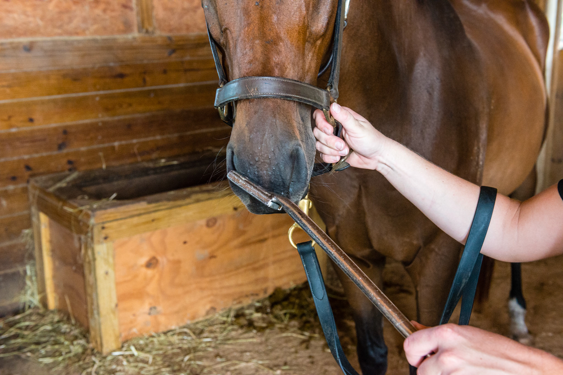 Touching the tip of the float blade to the nose of the horse while lowering your energy often turns a reluctant horse into a cooperative horse.