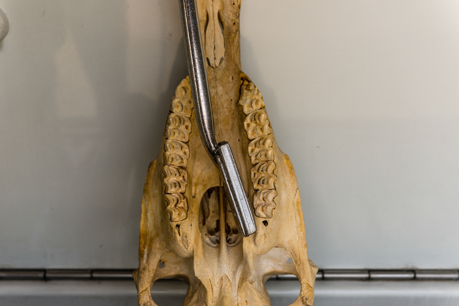 Yaw in - tip of blade moves towards the arcade relative to the side the arcade is being worked on. Good for palatal side of upper 11's.