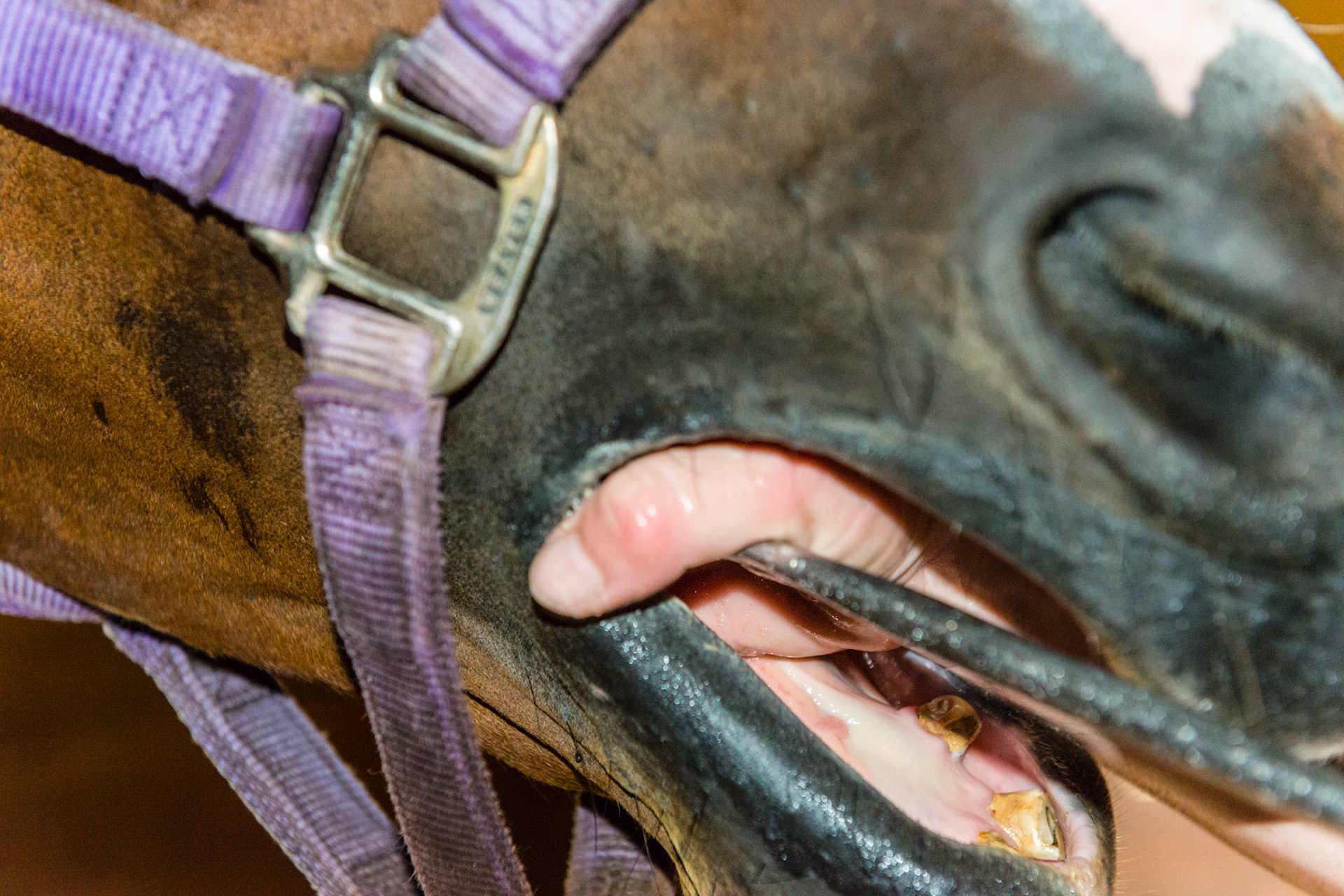 Here is a combination of the hand in mouth and the hand over, except only the thumb is over the shaft of the float to help give downward pressure on the mandibular cheek teeth and to keep the blade in position