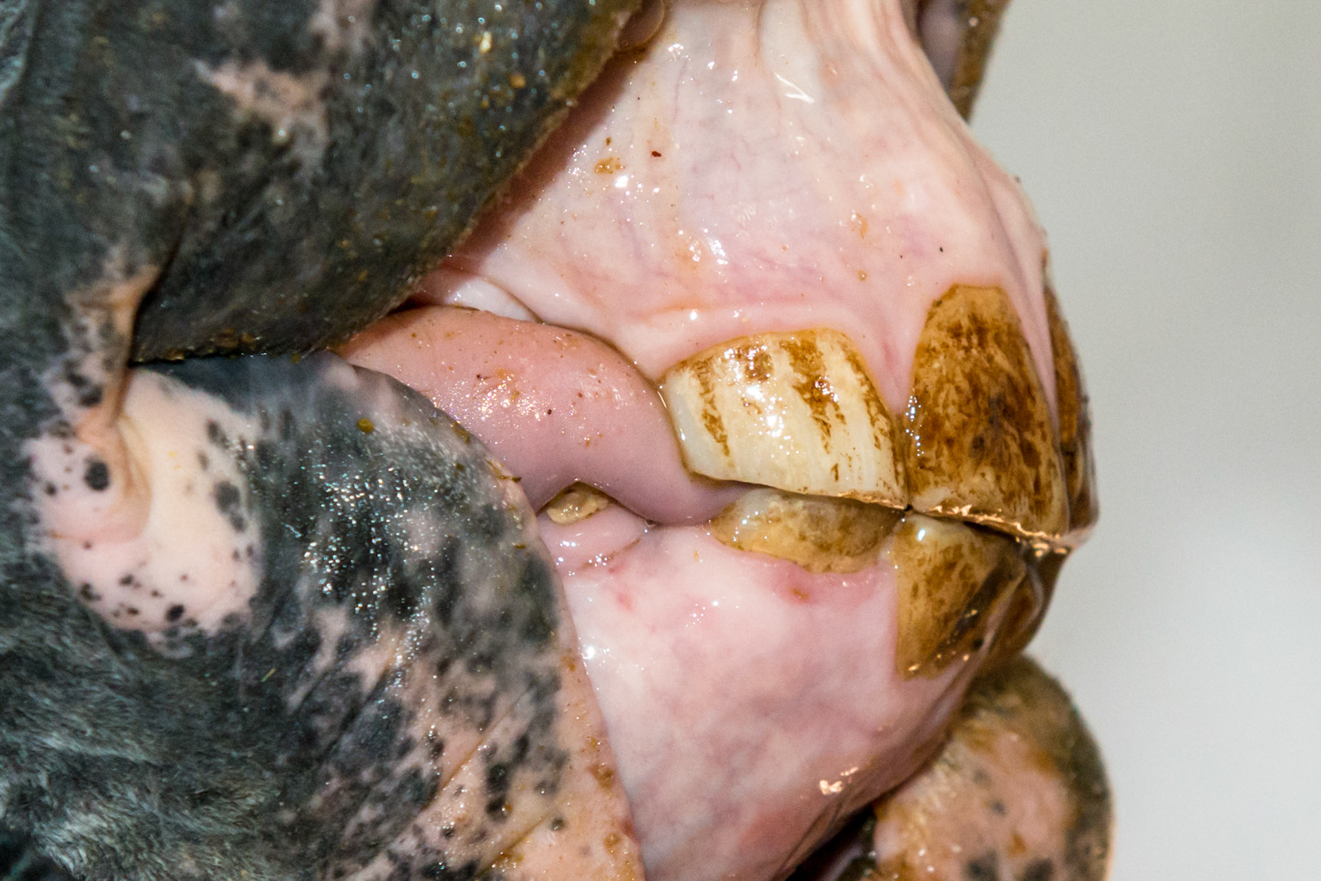 6yr old  Damaged and stained surfaces of all incisors.  Unknown history.