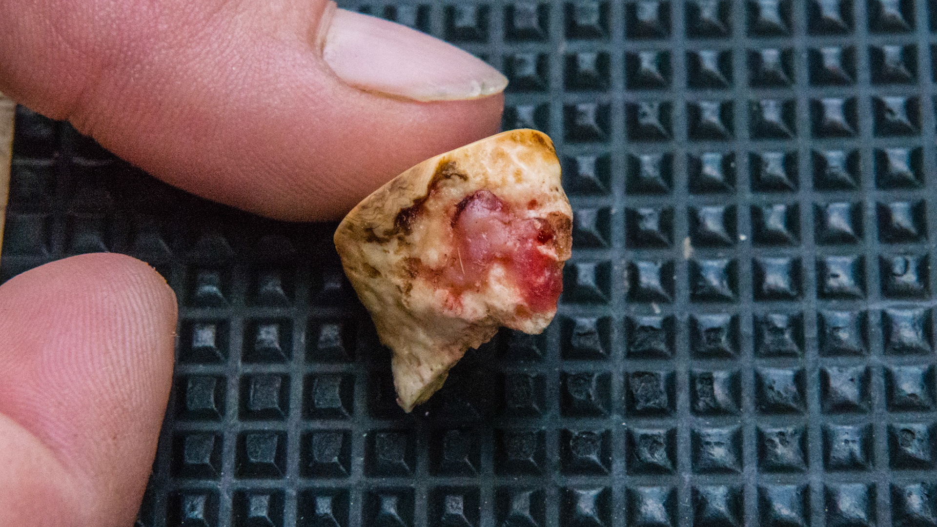 The thumb is on the occlusal surface of this 408 medial sagittal and transverse cheek tooth fragment. The red tag of gum was its only attachment on the lingual surface.