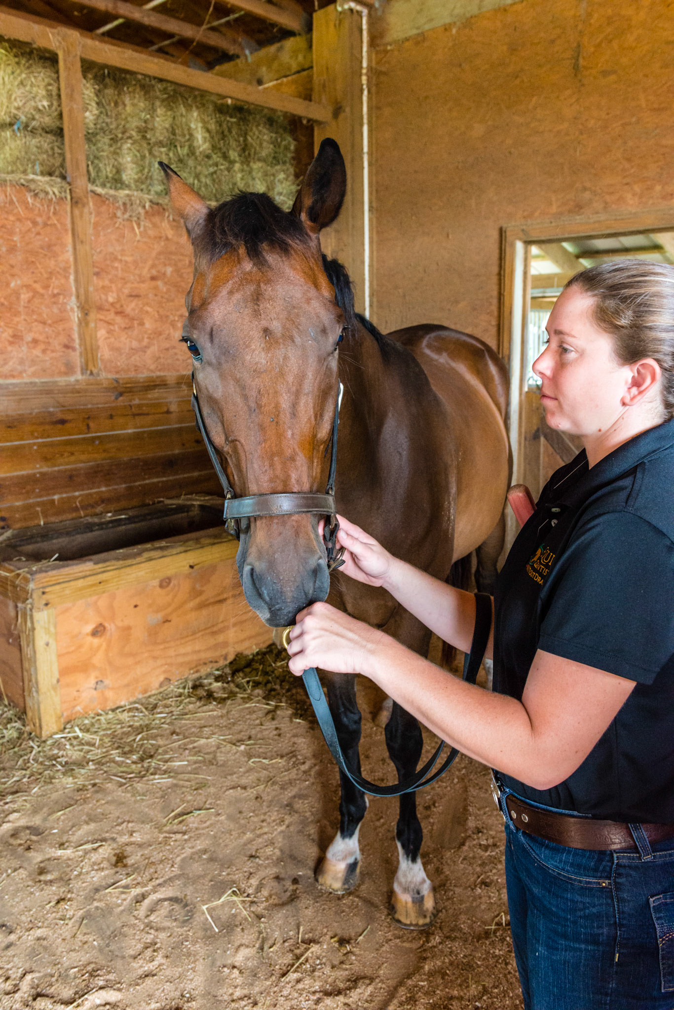 Touching your hand gently to the nose of the horse works only if you have drained away all your excess energy.  This can become a way for the energy of the horse to drain away with yours allowing for an instant start to connection and communication. your hand gently to the nose of the horse works only if you have drained away all your excess energy.  This can become a way for the energy of the horse to drain away with yours allowing for an instant start to connection and communication.