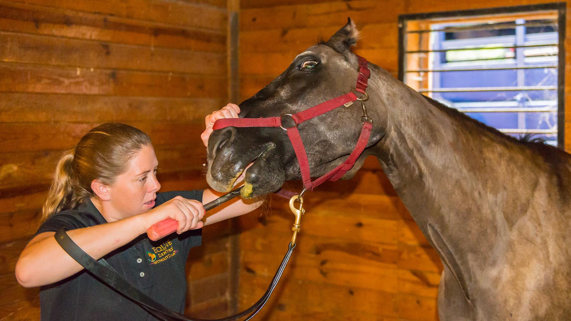 3/7 Melissa works on a difficult horse. A very confident choleric horse that doesn't connect well with people. He is starting to tilt the head which is often the escalation to the next level.  Notice how Melissa remains focused on the task and ignores the antics of the horse.  The fingers of the left hand firmly squeezes the nostril as a way to let him know that his actions are not acceptable.  This is all she does because any other actions, such as anything verbal, would be rewarding his escalating bad behavior. Never reward bad behavior.