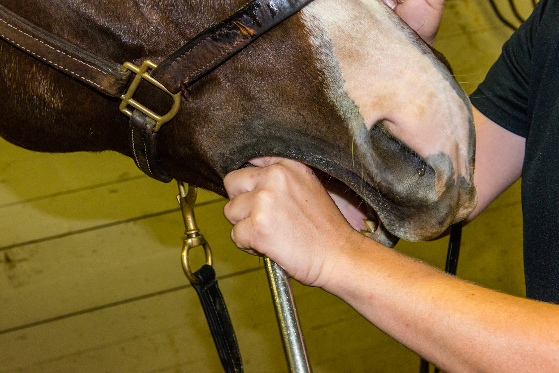 The flabby cheek approach to the lower 6's. Notice the hand is choked up on the shortie. The thumb and forefinger are being used to displace the soft tissue as the hand is gently rotated on the rostral edge of 406.