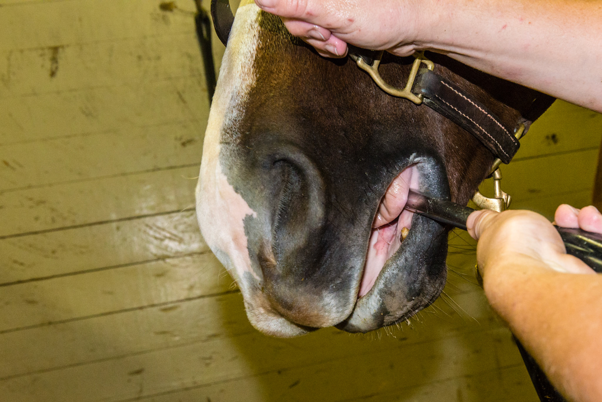 The shortie is placed under the tongue as it goes across the mouth from the near side to float the rostral tip of 406. The hand is rolled and the angled is yawed in and out to shape the tooth with this approach. Horses that allow the shaft under the tongue prefer this approach especially when there is sensitivity on the lower 6's.