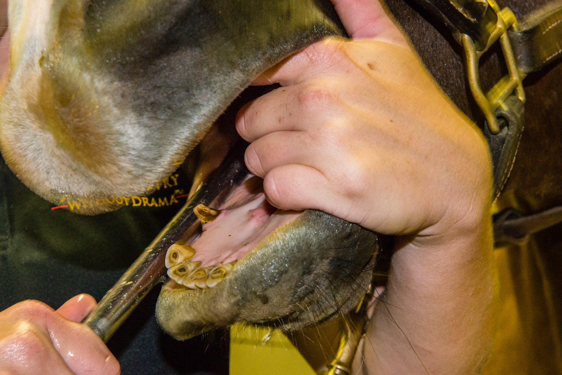 Tongue trapper and palate poker combined.