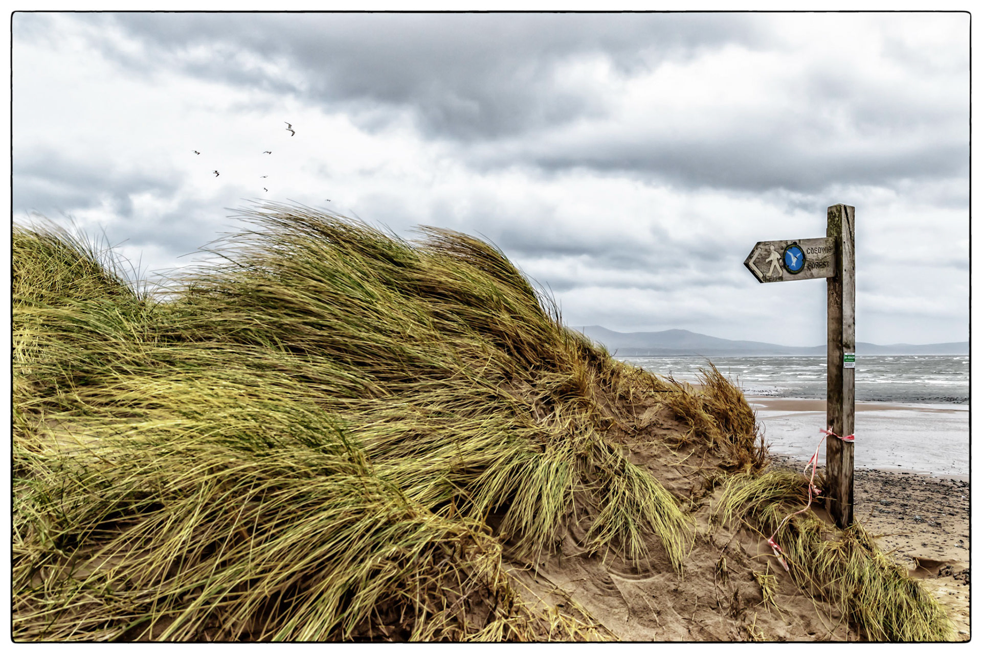 Windswept