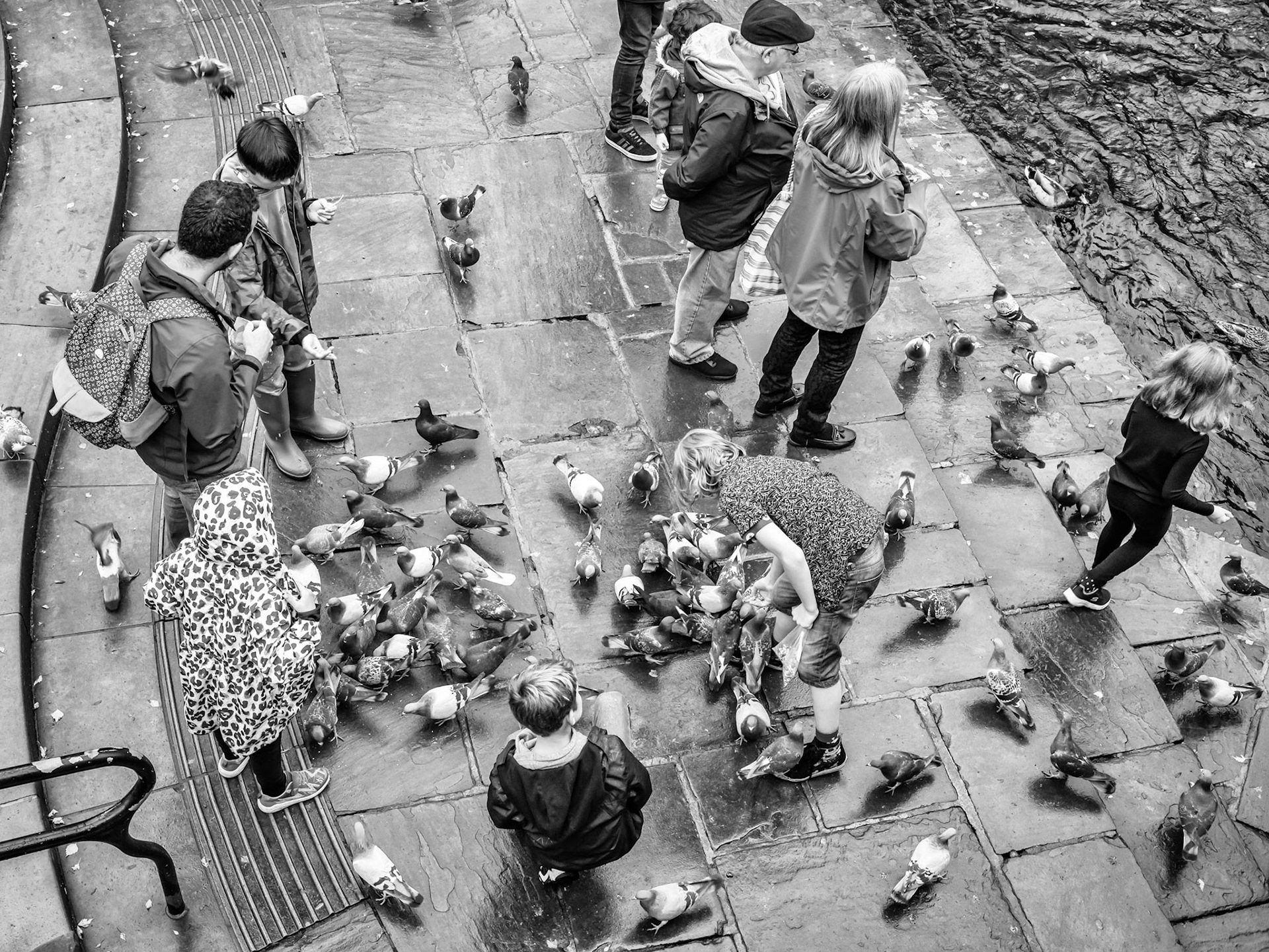 Pigeons