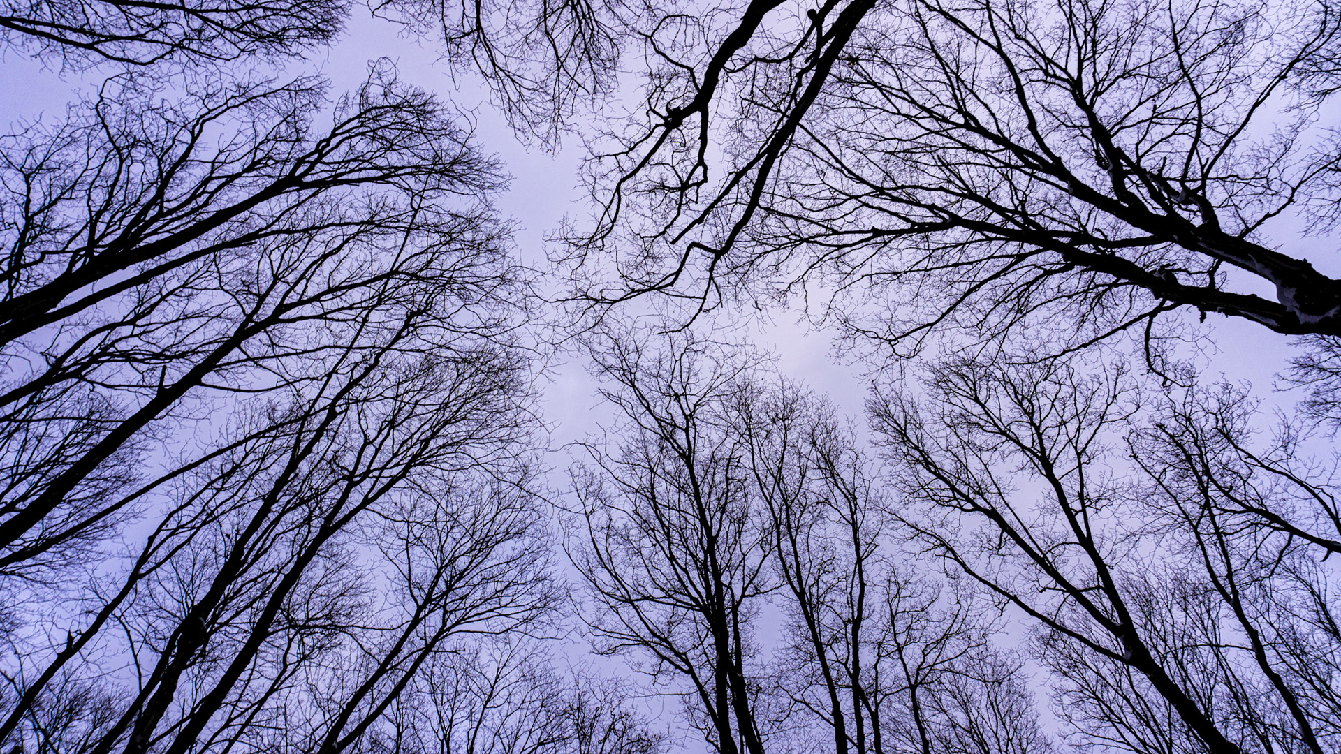 No More Leaves