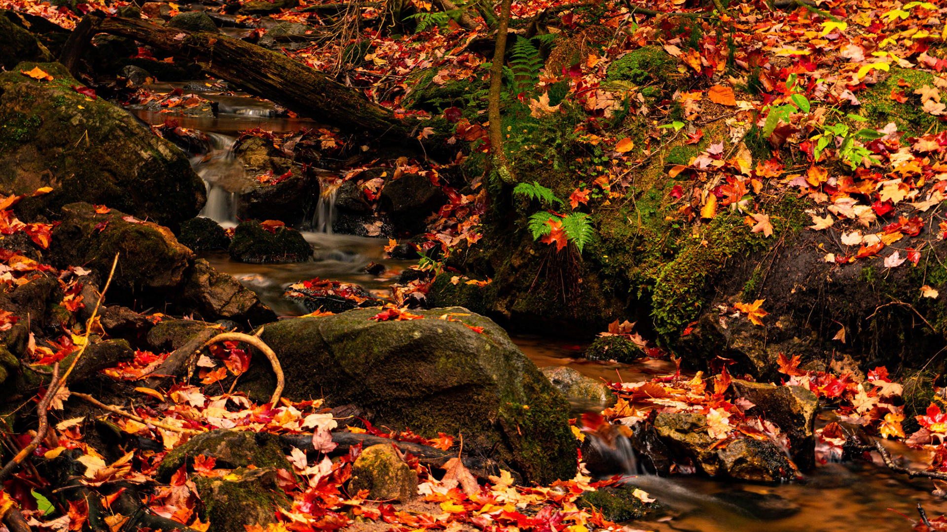 Leaves and Water