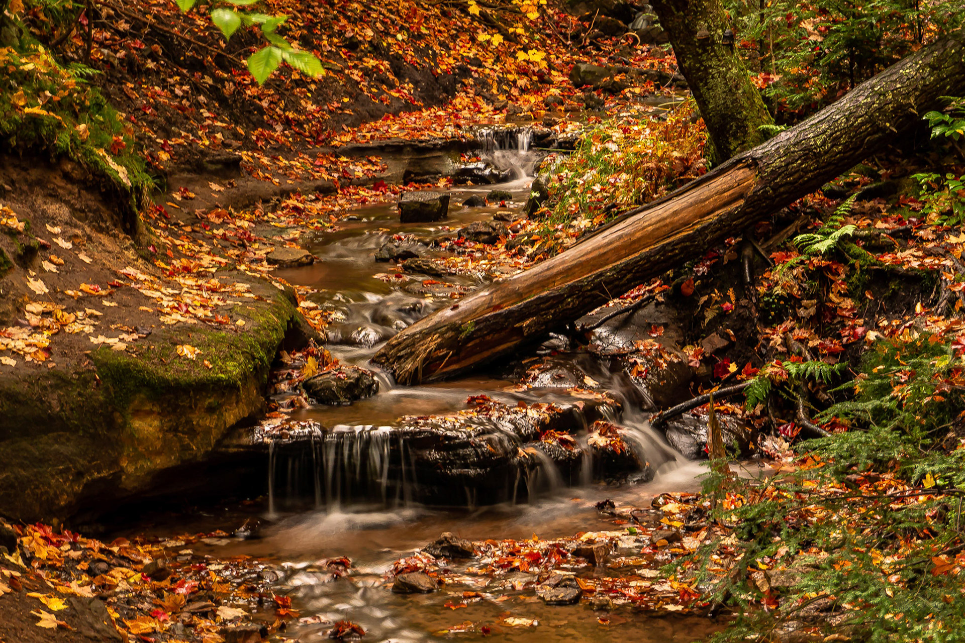 Forest Walks