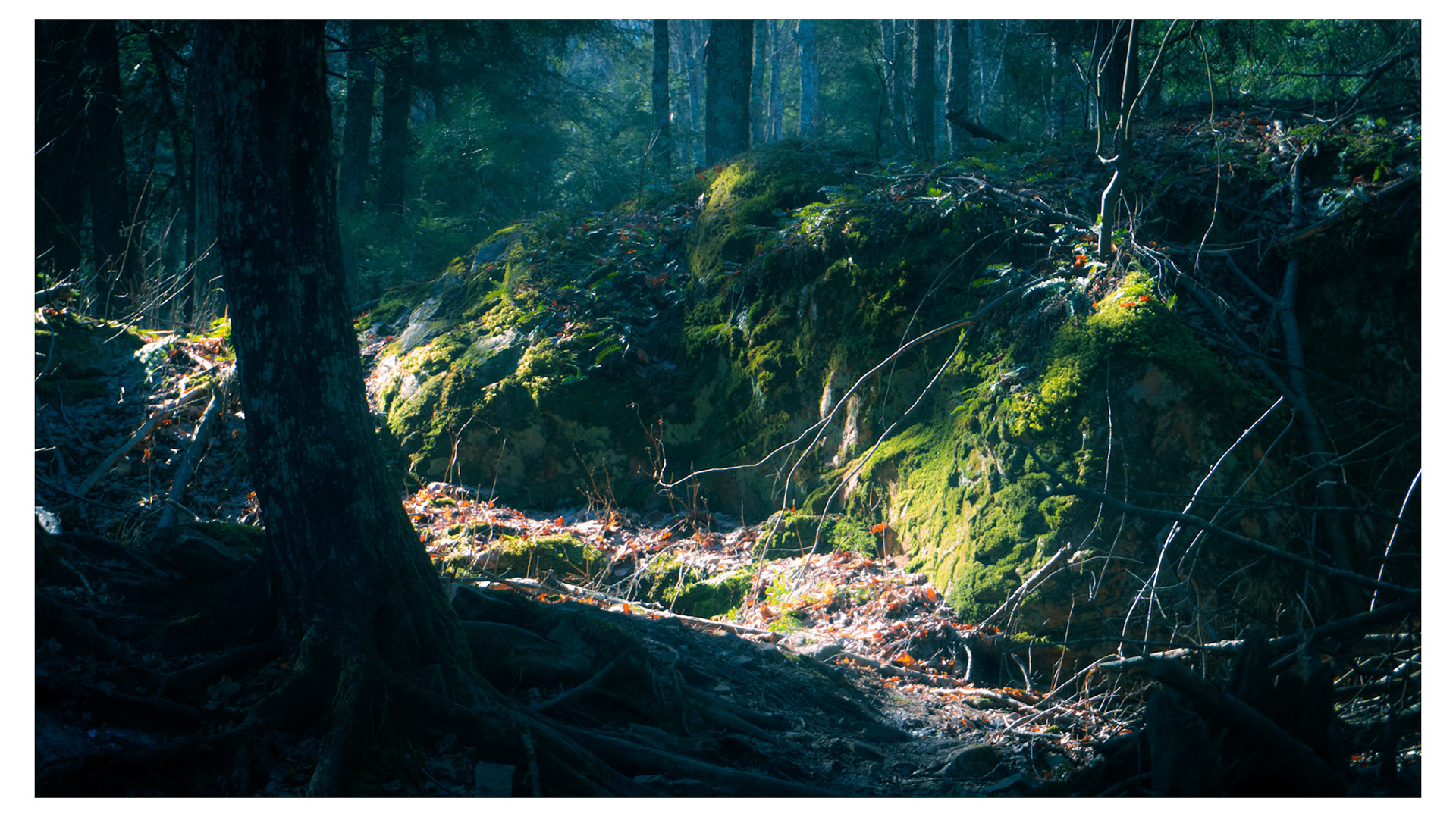 Mysterious forest scene