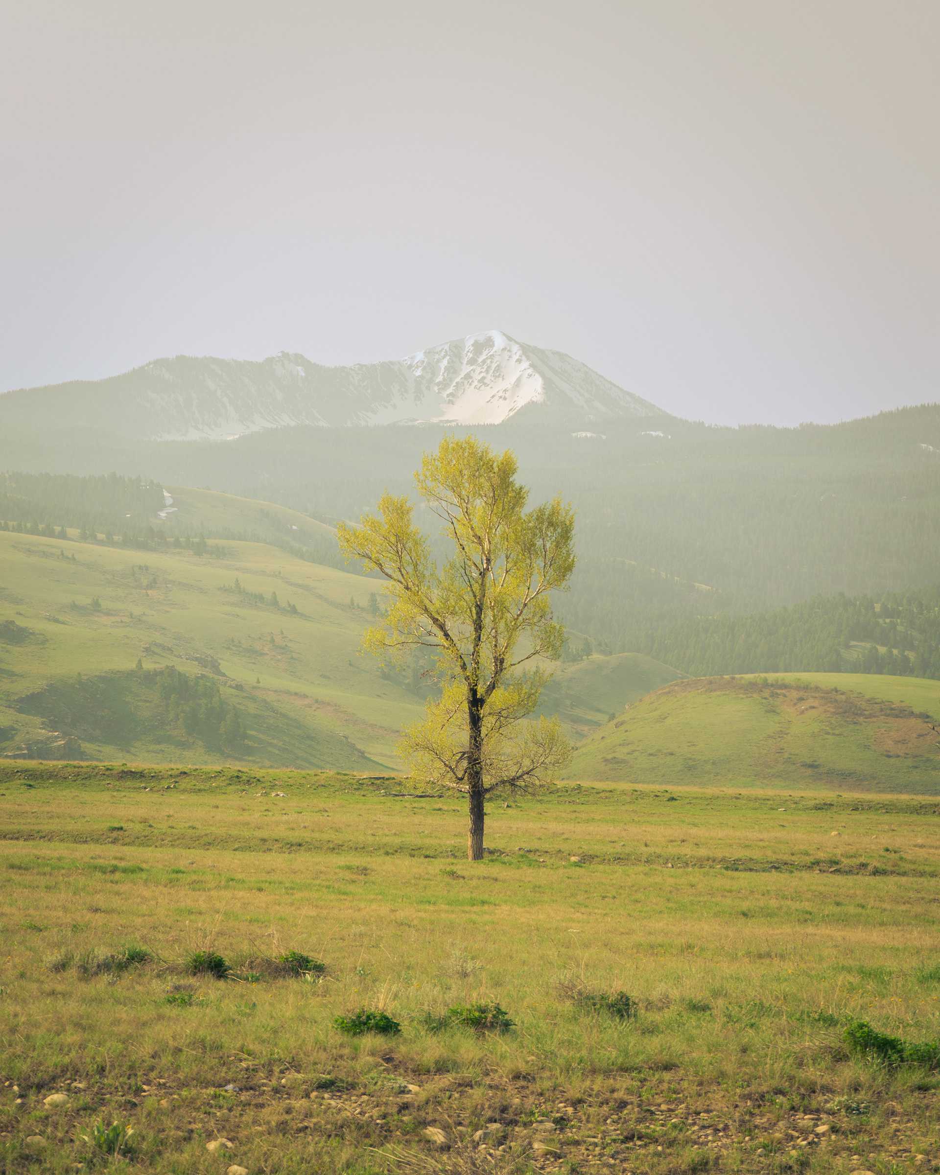 Serene tree in front of Sheep Mtn, WY
