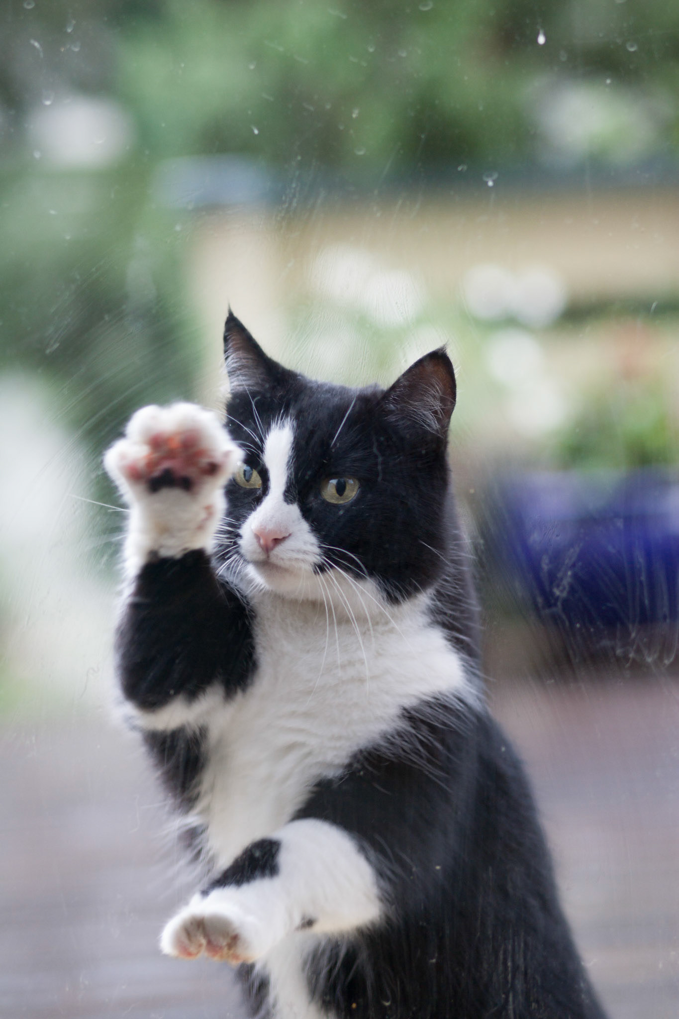 A black and white cat reaching for the glass door, eager to escape the rain in Oslo on a gloomy day.