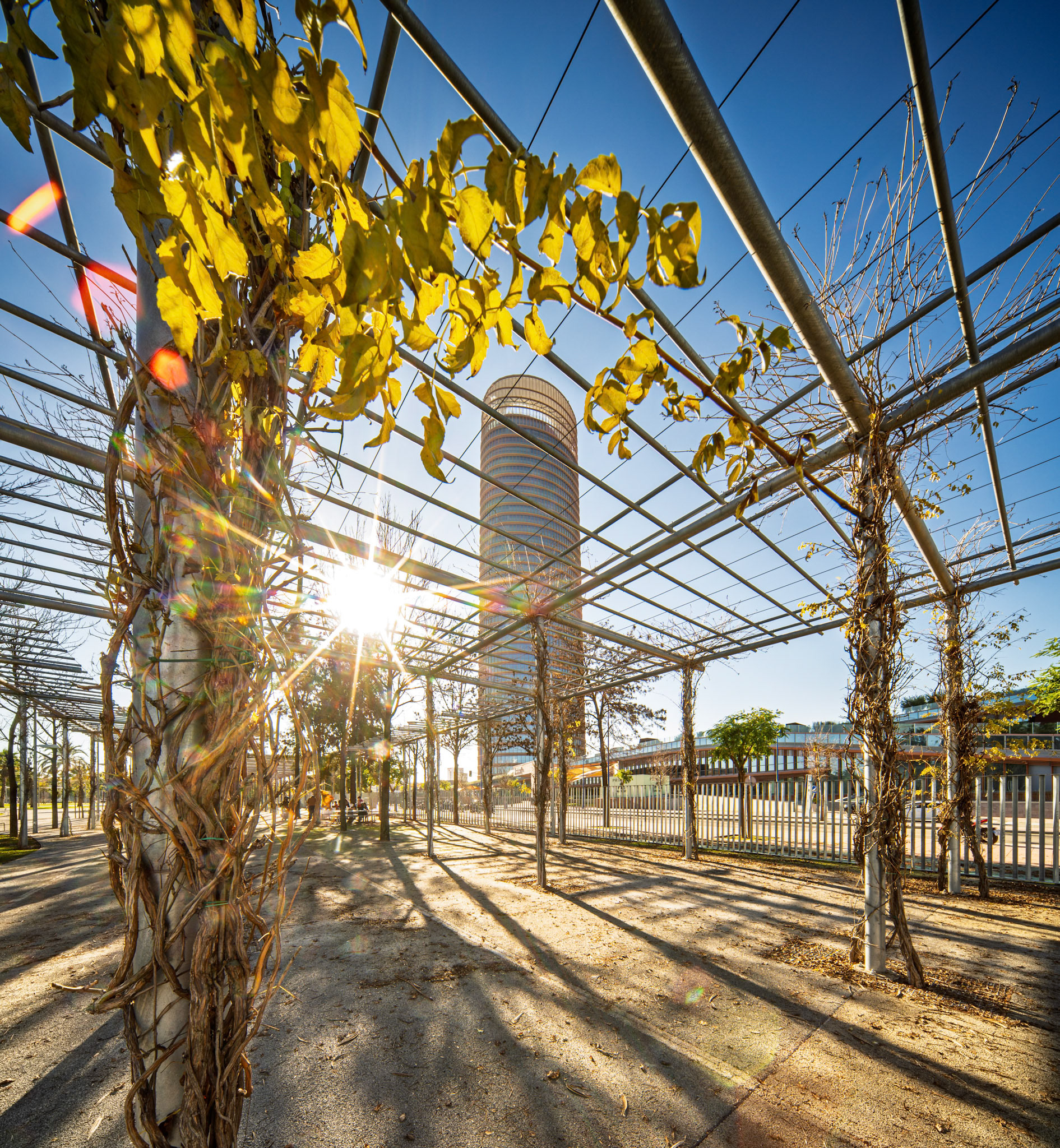 Winter sunshine filters through the pergola, casting shadows on bare soil and yellowing vines at Parque Magallanes, with Torre Sevilla in the background.