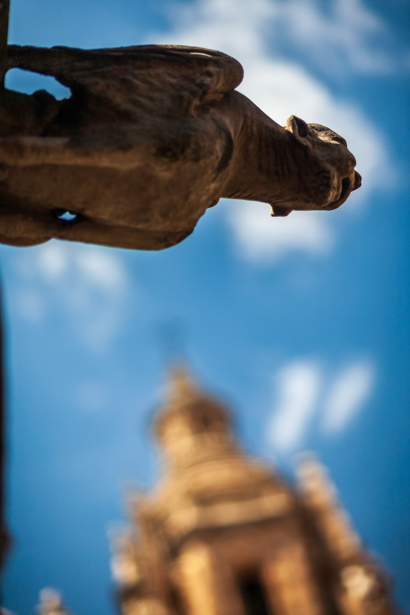 Close-up of Casa de las Conchas gargoyle, Salamanca, with bokeh of Clerecia Church.