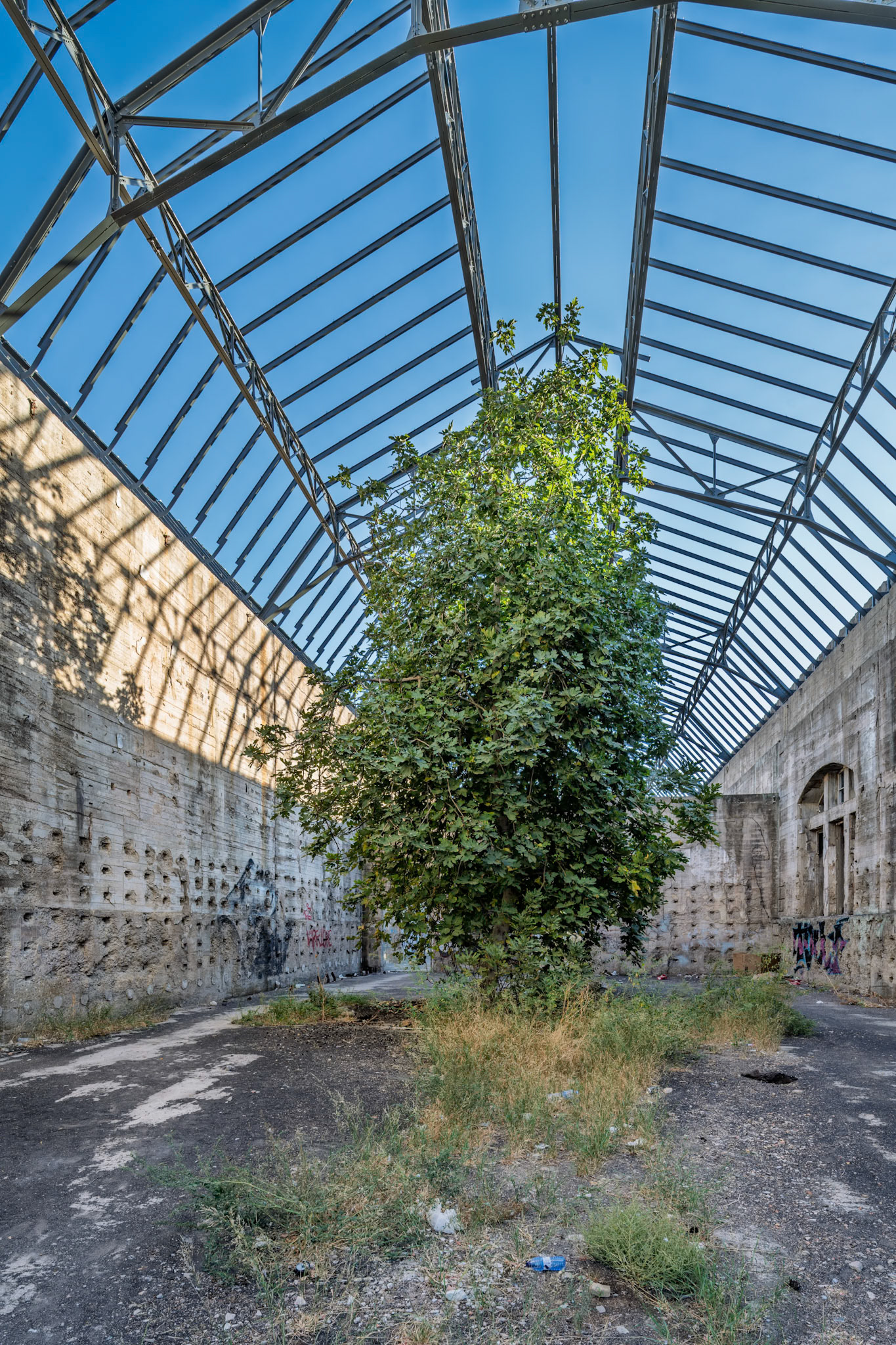 A fig tree grows tall inside the abandoned Renfe warehouses in San Jerónimo, showcasing nature's resilience and the potential for future renewal.