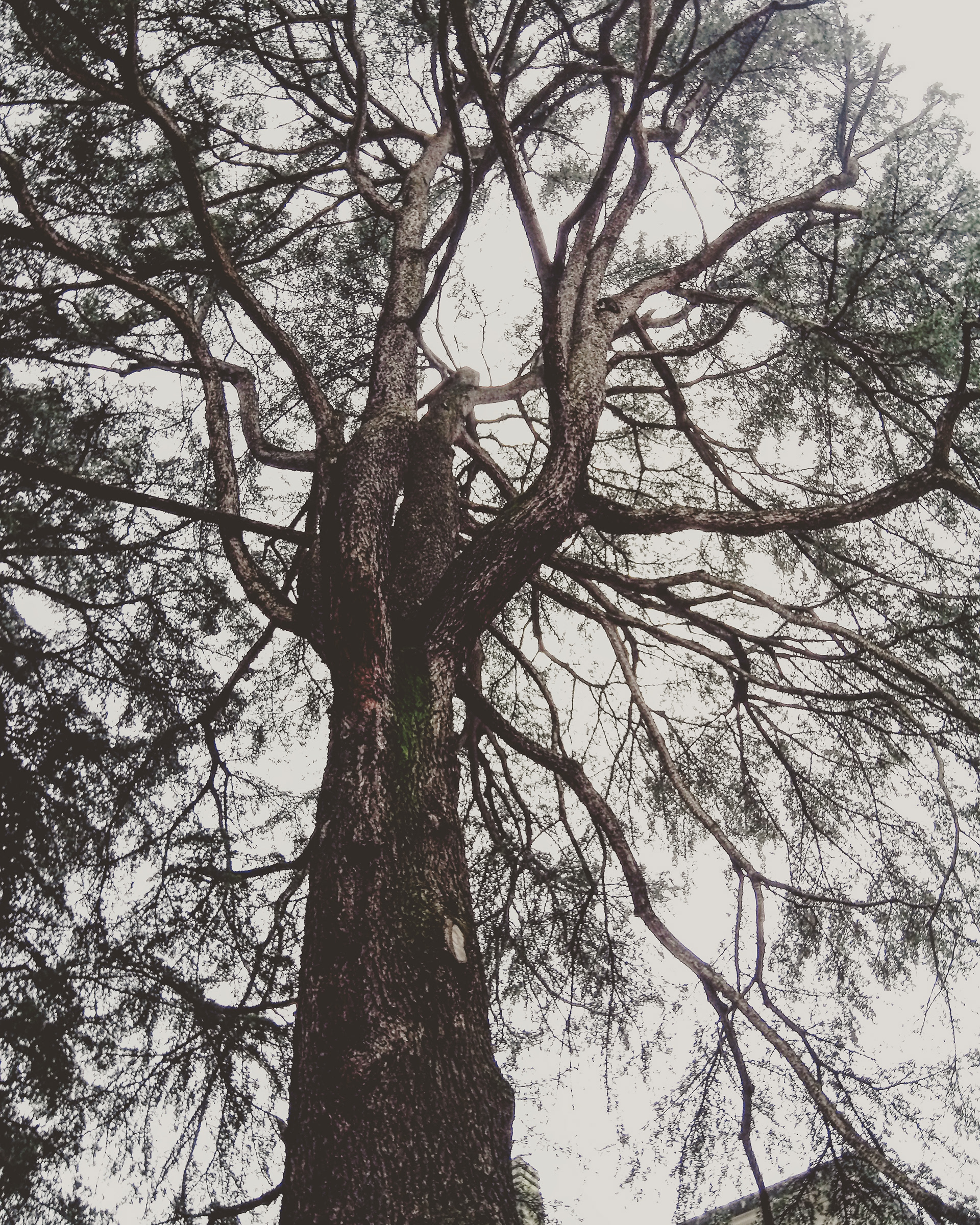 Il mio Albero