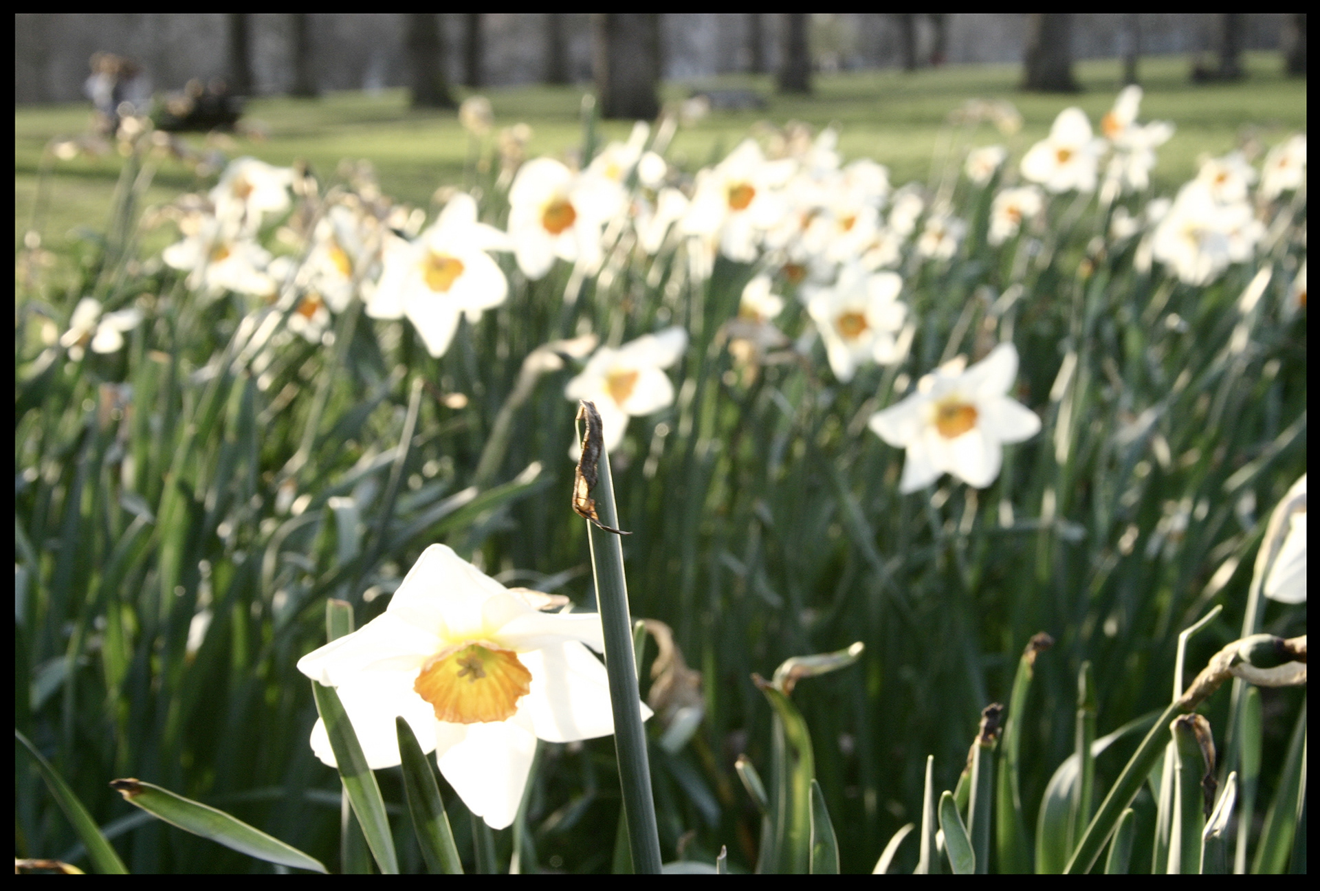 Il fiore reciso