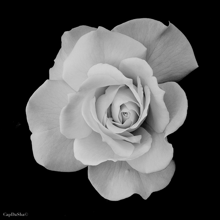 Stampa fotografica Fine Art di Rosa antica, opera d'arte per interior design.