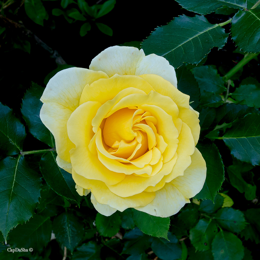 Promozione di coltivatore di fiori - Servizio fotografico natura