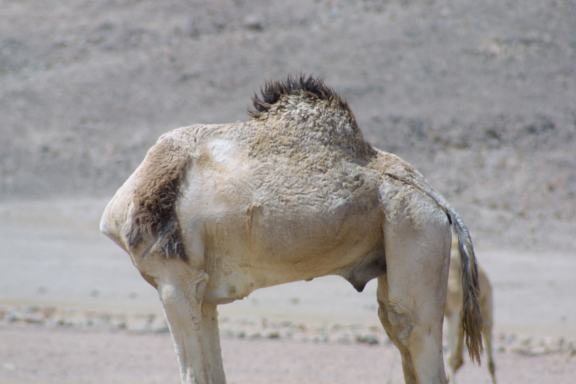 Sinai