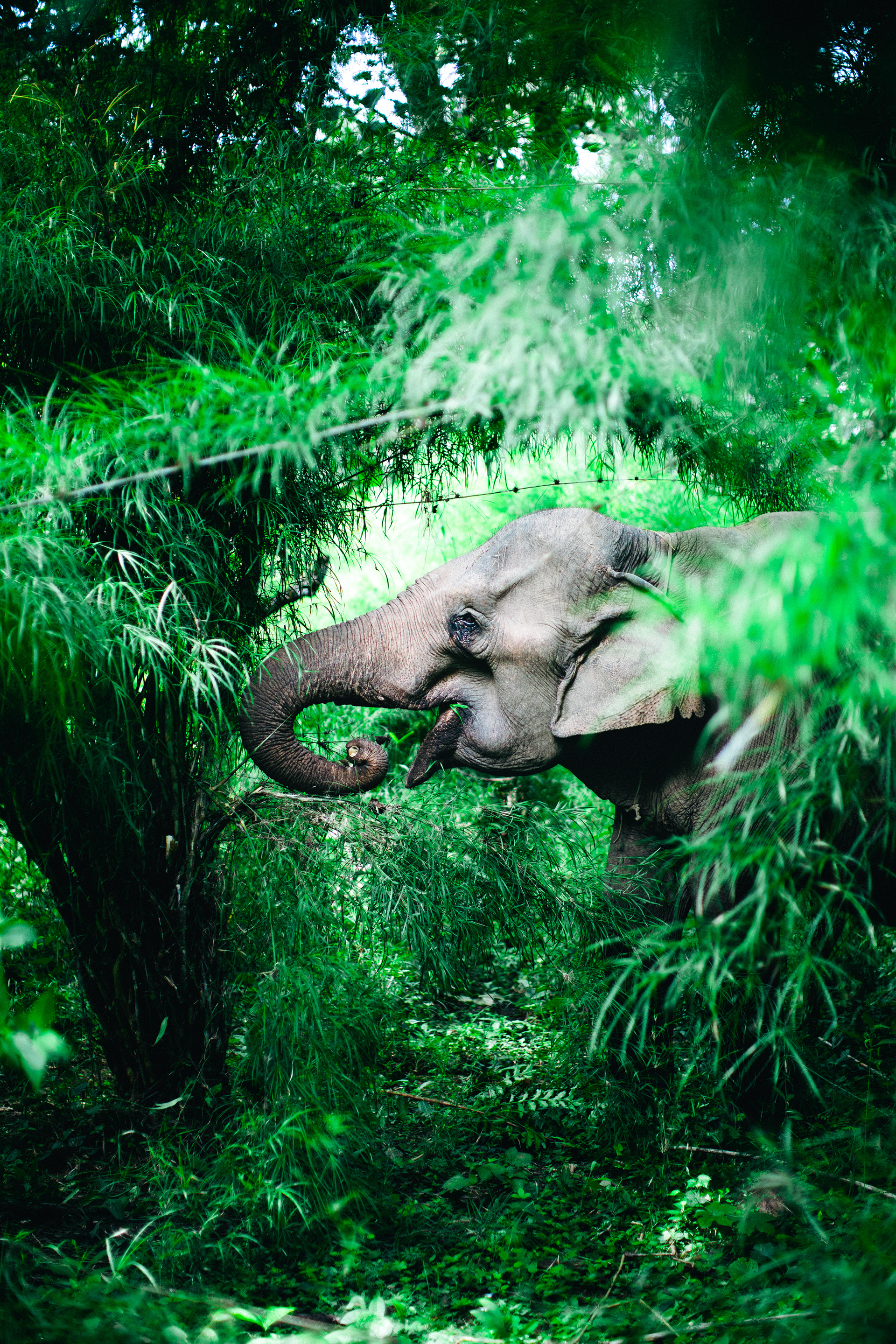 Yok Don National Park, Vietnam