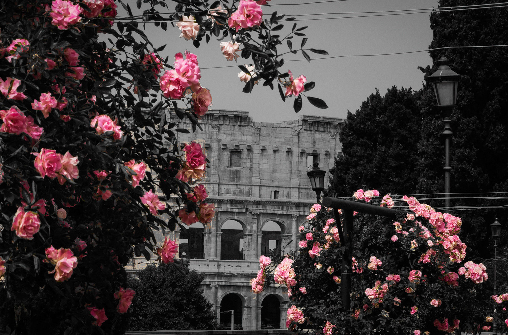 SPRINGTIME IN ROME FLOWERS IN FRONT OF COLOSSEO 8 B&W