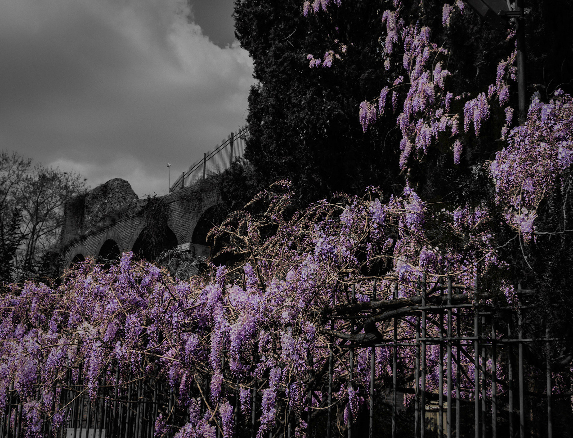 SPRINGTIME IN ROME WISTERIA IN FRONT OF ROMAN WALL B&W