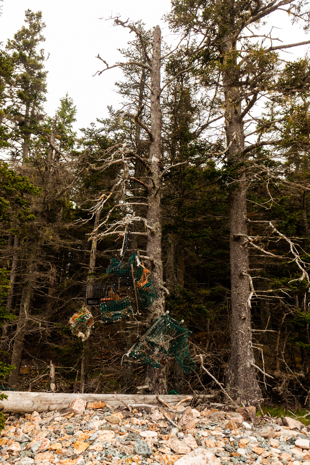 A tree ornamented with several lobster traps.