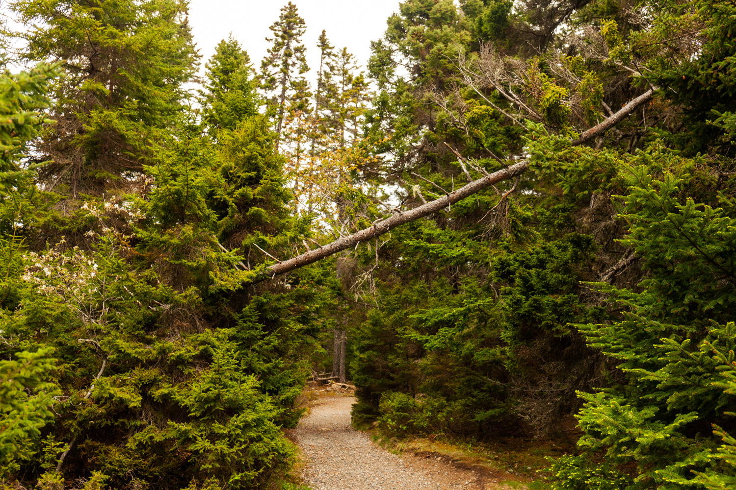 Many trees were dead or dying throughout the park.
