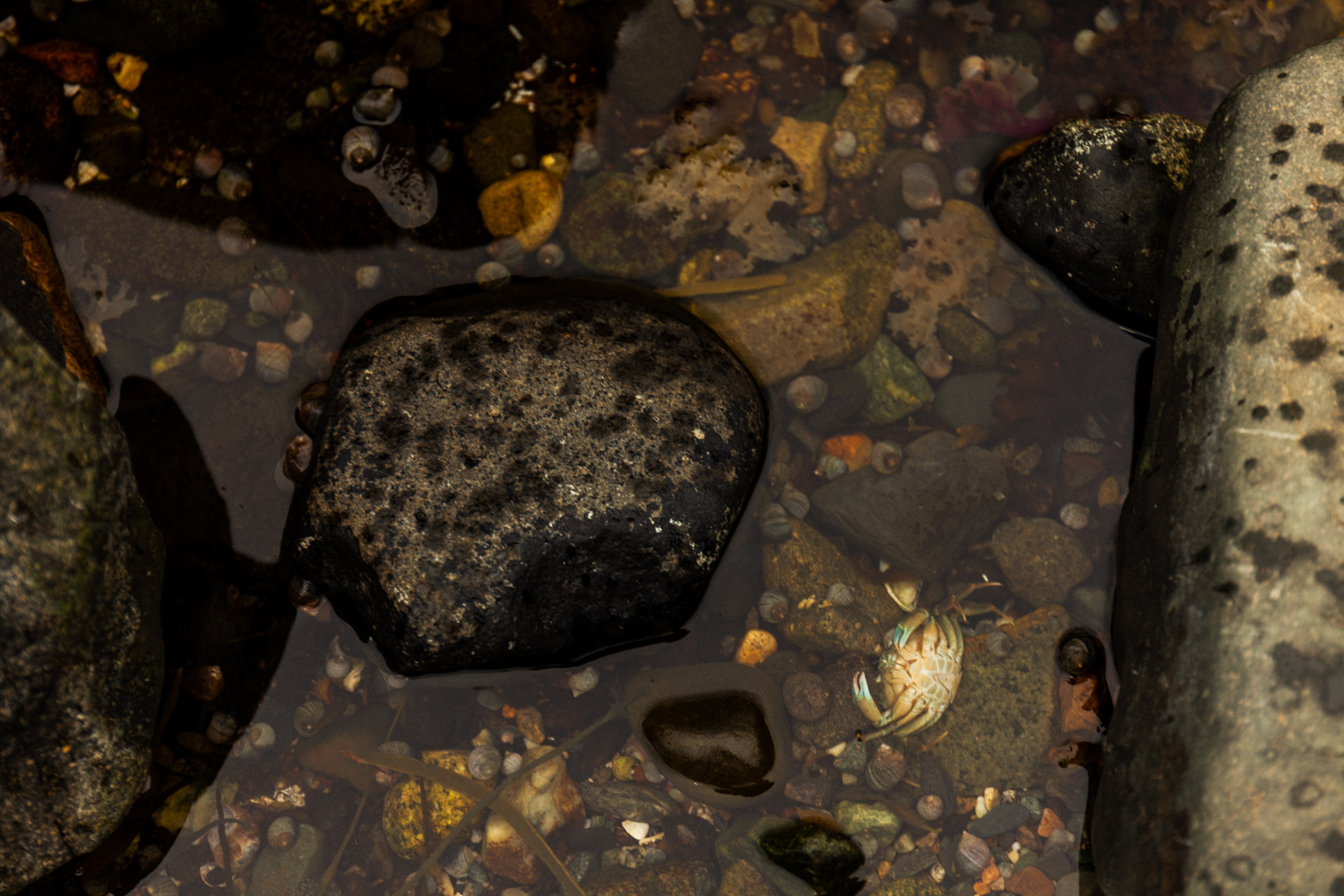 A small crab in a tidal pool.