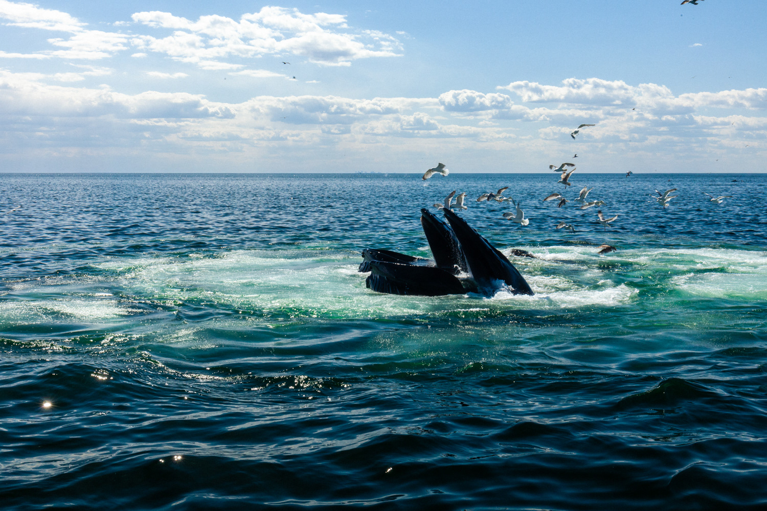  Two humpbacks fishing.