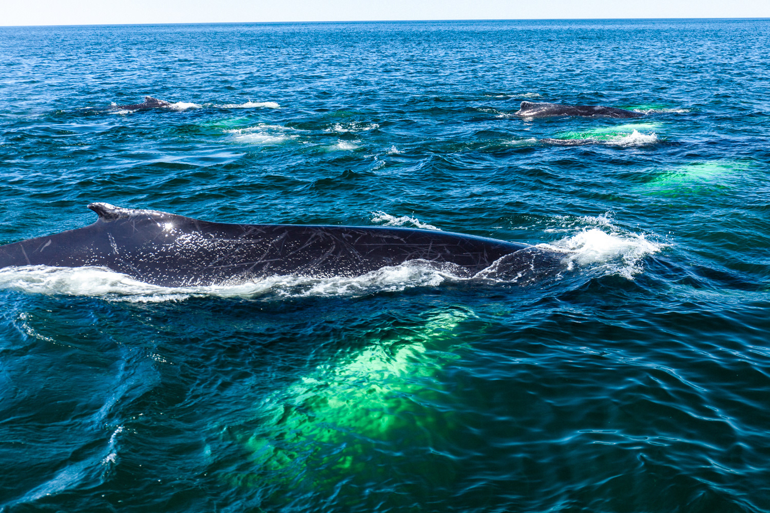 A humpback whale swimming near our boat.