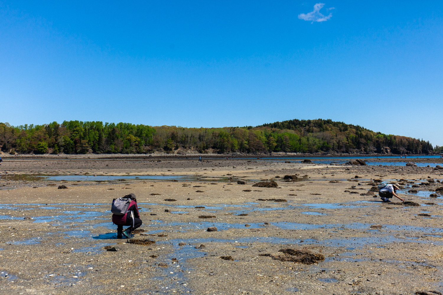 During low tide, the bar is completely exposed and people search tidal pools for ocean critters 