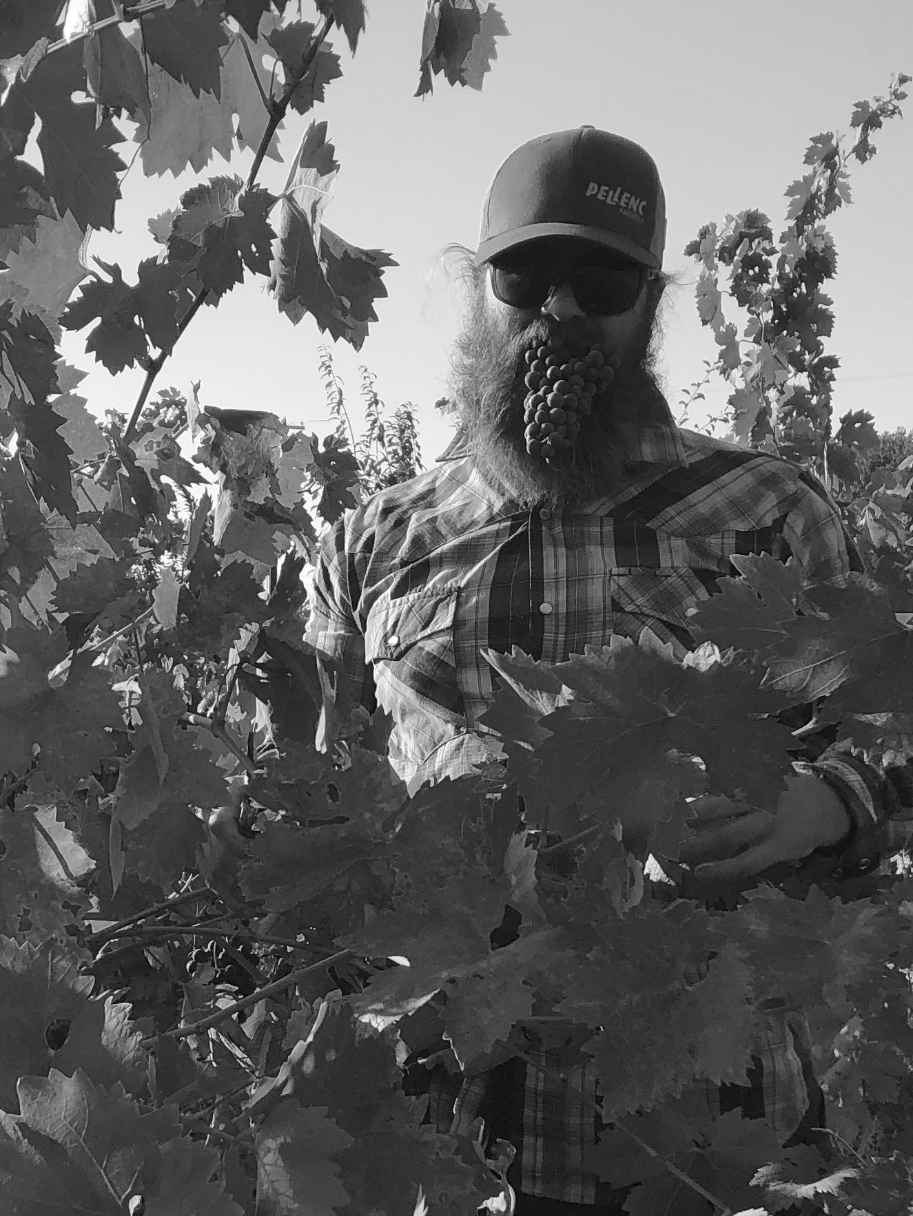 Person in vineyard with grapes in their mouth