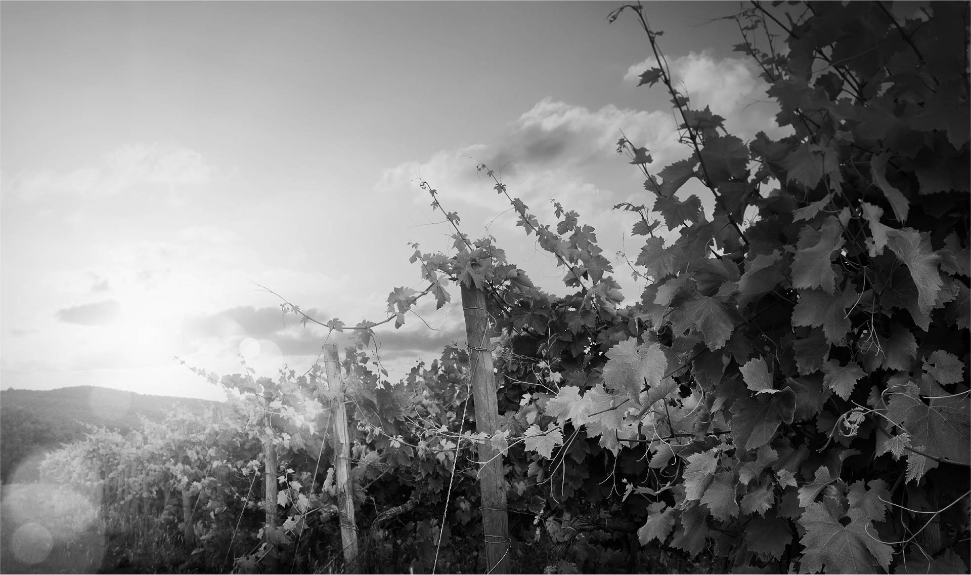 Picture of vines