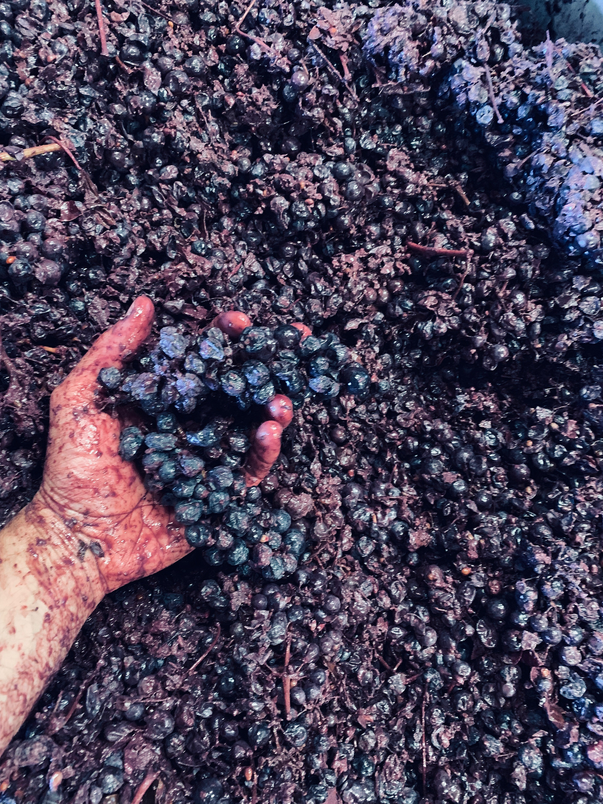 Hand holding mashed up grapes
