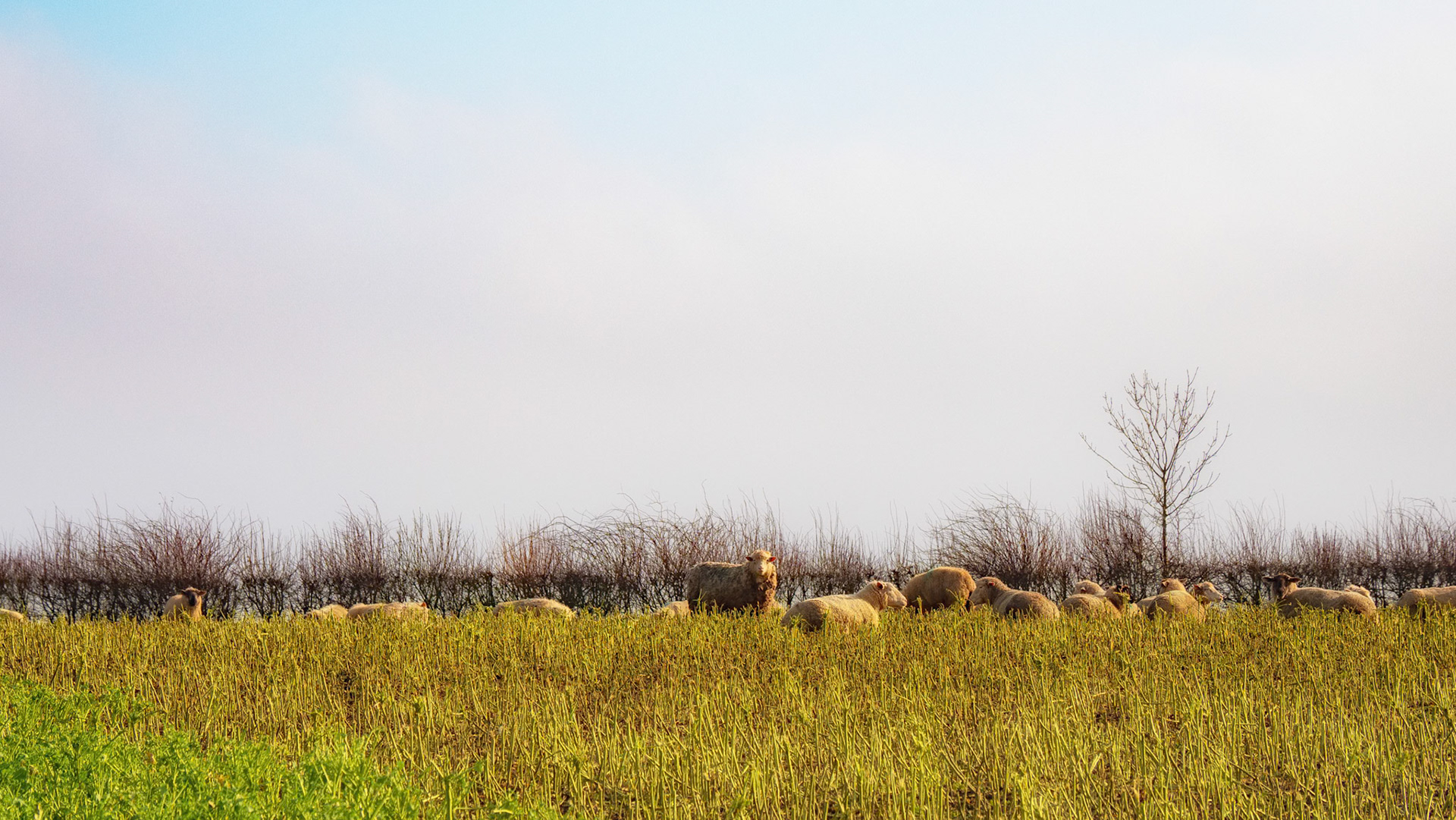 Sheep near to Letcombe Valley Nature Reserve