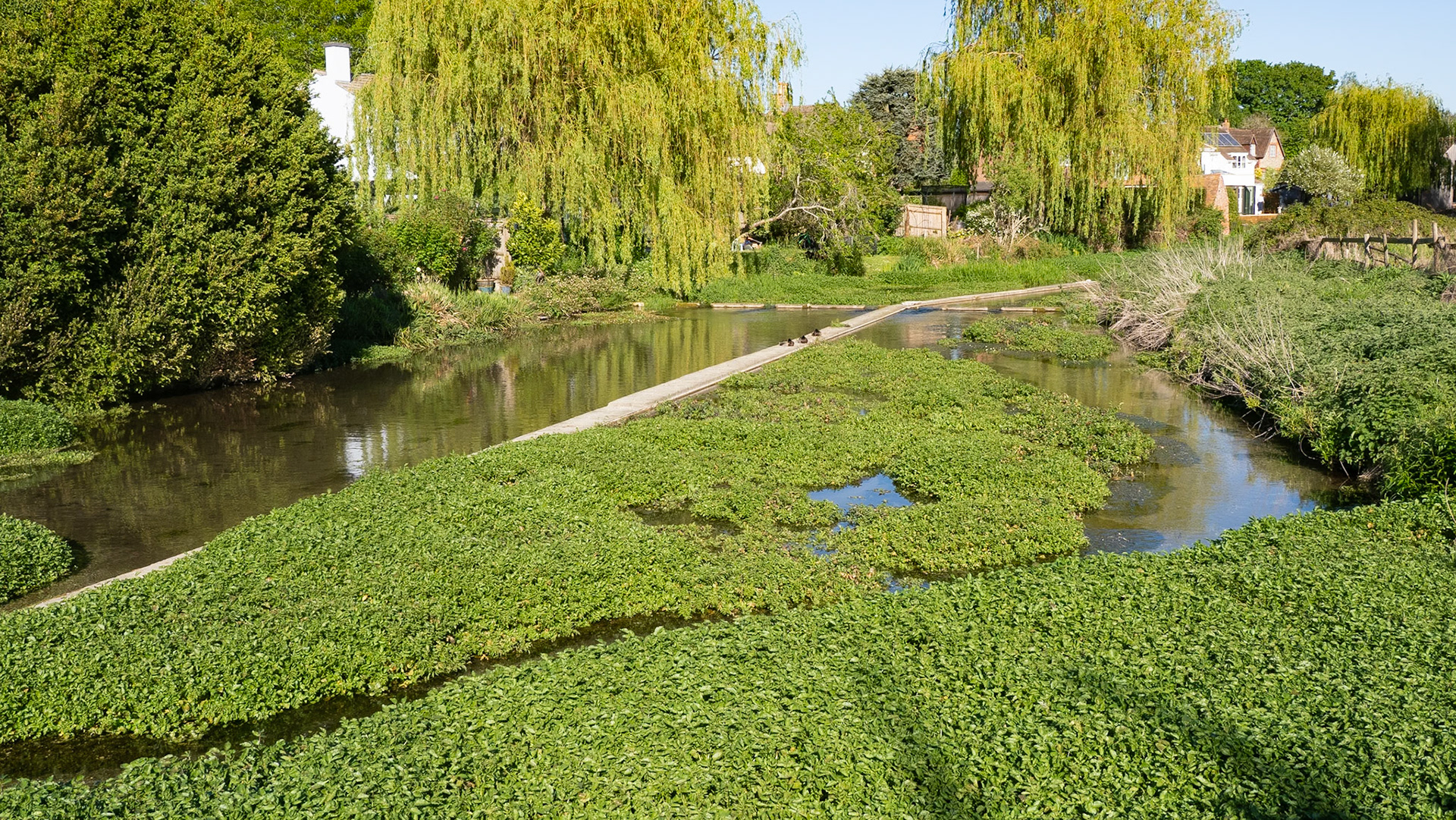 Ewelme cress beds